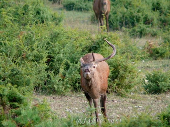 PASSIONE PER IL CERVO